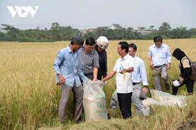 Mô hình liên kết sản xuất lúa công nghệ cao, giảm phát thải ở Đồng Tháp