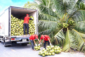 Liên kết để phát triển ngành dừa bền vững