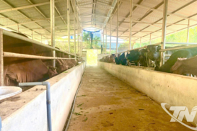 Liên kết chăn nuôi mở hướng thoát nghèo