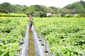 Hoàn thiện quy hoạch và chuỗi liên kết cho nông nghiệp