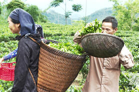 Hiệu quả từ đổi mới quy trình sản xuất chè ở Thượng Minh