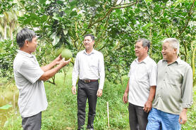 Phát triển các chuỗi giá trị nông nghiệp chủ lực của tỉnh