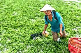 Thu nhập ổn định từ trồng rau đắng Nhật