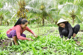 Nông dân Tân An trồng rau màu xen canh hiệu quả cao
