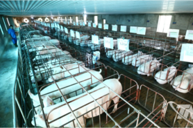 Chăn nuôi duy trì ổn định, chủ động kiểm soát dịch bệnh