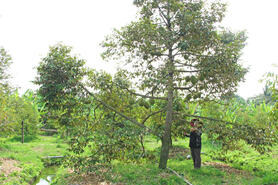 Nỗ lực bảo vệ cây ăn trái trước hạn, mặn