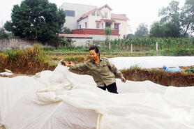 Bảo vệ cây trồng, vật nuôi trong giá rét