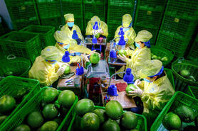 Phát triển vùng chuyên canh bưởi da xanh