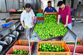 Trồng chanh không hạt theo định hướng thị trường xuất khẩu