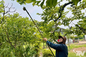 Phát triển cây ăn quả theo hướng bền vững