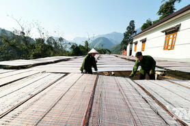 Sôi động mùa sản xuất miến dong phục vụ Tết