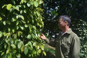 Tăng kiểm soát diện tích cây công nghiệp, cây ăn quả