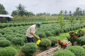Tất bật chăm sóc vụ hoa Tết
