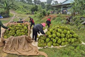 Nhiều giải pháp truy xuất nguồn gốc trái sầu riêng phục vụ xuất khẩu