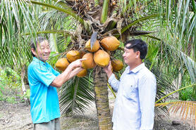 Cây dừa giữ vai trò chủ lực trong kinh tế nông nghiệp