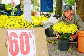 Thị trường hoa kiểng Tết bắt đầu nhộn nhịp