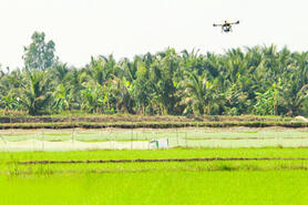 Chủ động phòng trừ chuột gây hại lúa Đông Xuân