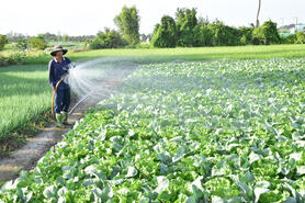 Tất bật chăm sóc hoa màu phục vụ Tết