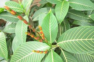 Ứng dụng chế phẩm polyphenols chiết xuất từ cây chè trong sản xuất thuốc lá điếu