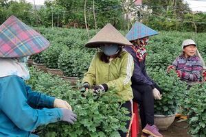 Nhà vườn tất bật chăm hoa Tết