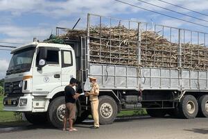 Gia Lai kiên quyết xử lý xe chở mía quá khổ, quá tải