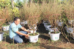 Vựa đào Nhật Tân khoe sắc trên đất... Đắk Nông