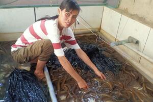 Cô gái 9X nuôi lươn sạch thu lãi nửa tỉ đồng mỗi năm
