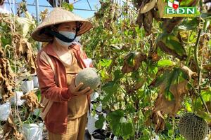 Hứa hẹn từ vườn hoa công nghệ cao