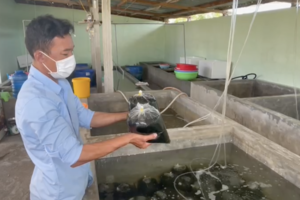 Biến rong nho thành sản phẩm có giá trị kinh tế cao