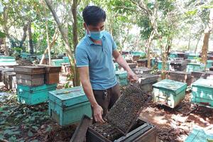"Chắp cánh" thương hiệu mật ong hoa cà phê Gia Lai