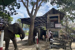 Du lịch cưỡi voi vẫn "nở rộ" tại Đắk Lắk dịp Tết