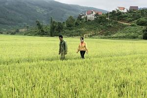 Hương lúa thơm trên đất quê xưa