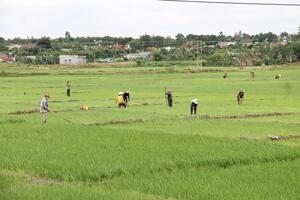 Nhộn nhịp khí thế lao động đầu Xuân