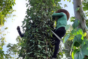 Hồ tiêu tăng giá, nông dân chưa vội bán