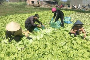 Nhộn nhịp những chuyến rau quả đầu năm