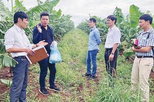 Gia Lai có thêm 10 mã số vùng trồng và 13 cơ sở đóng gói