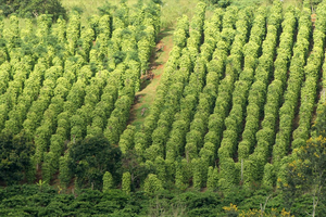 Đắk Nông khuyến cáo không mở rộng diện tích hồ tiêu dù được mùa, được giá