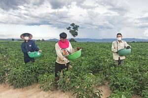 Tìm giải pháp canh tác cây mì bền vững