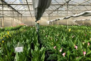 Dalat Hasfarm: Tiếp thêm sắc cho hoa Đà Lạt