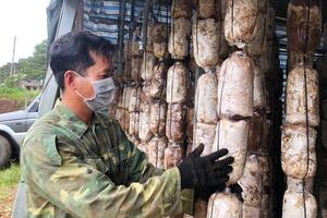 Tổ hợp tác trồng nấm vùng sâu