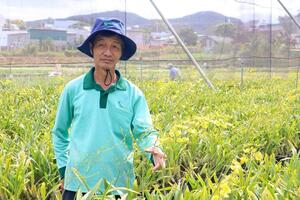 Thu nhập cao từ trồng lan vũ nữ