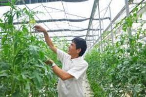 Sản xuất rau, trái cây công nghệ cao từ 50 - 80 tấn/năm