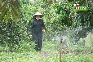 Vườn ở Đắk Nông trồng giống cam lạ, có gì đặc biệt mà được "liệt" vào dạng vườn mẫu, lãi 600 triệu/năm?