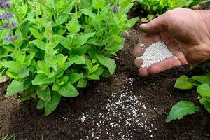 Thiết kế gene các chủng vi khuẩn để bón phân cho cây trồng