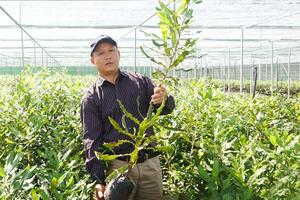 Để đáp ứng nhu cầu nguồn giống cây trồng