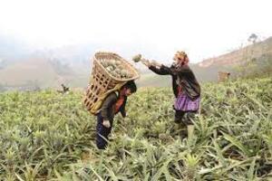 Hỗ trợ kết nối, tiêu thụ sản phẩm dứa, tỉnh Lào Cai