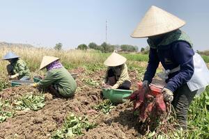 Nông dân Phú Thiện trúng vụ khoai lang