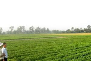 Chuyển đổi 4.277 ha cây trồng thu nhập dưới 50 triệu đồng/ha/năm