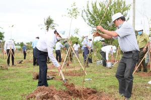 Năm 2022, Gia Lai trồng 1.300 ha cây phân tán