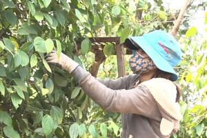 Nông dân phấn khởi vì hồ tiêu được mùa, giá cao